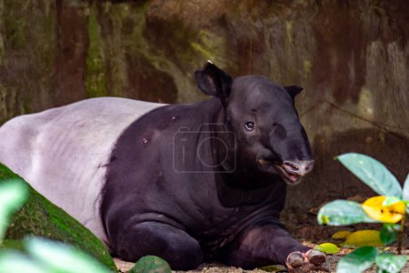 Photo for "A malayan tapir asian tapir cipan, tenuk or badak tampung tapirus while resting." - Royalty Free Image