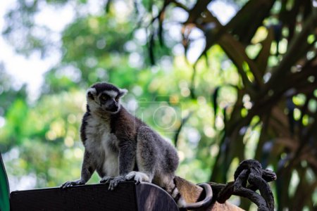 Photo for "A ring tailed Lemur catta while sitting on a tree branch observing" - Royalty Free Image