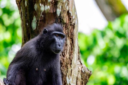 Foto de "Celebes macaco crestado también conocido como el macaco crestado negro, Sulawesi macaco crestado, o el mono negro Macaca. " - Imagen libre de derechos