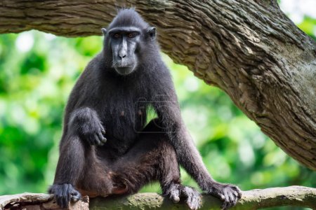 Téléchargez les photos : "Célèbes macaque à crête également connu sous le nom de macaque noir à crête, macaque à crête Sulawesi, ou le singe noir Macaca. " - en image libre de droit