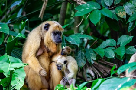 Photo for "Gibbons ape or monkey Hylobatidae while carrying and taking care of her child" - Royalty Free Image