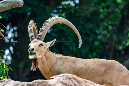 Téléchargez les photos : Un bouquetin bouquetin de bouquetin de bouquetins de chèvre de montagne Capra ibex en se nourrissant de feuilles au sommet d'une montagne - en image libre de droit