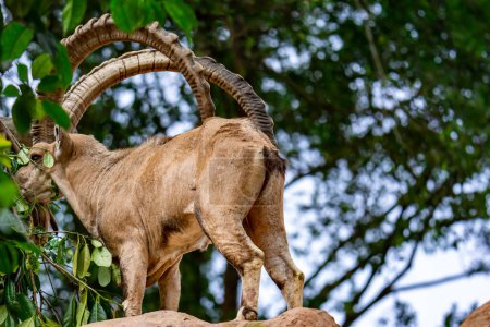 Téléchargez les photos : An ibex mountain goat steinbock  bouquetin Capra ibex while feeding on leaves on top of a mountain - en image libre de droit