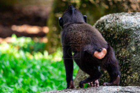 Foto de "Celebes macaco crestado también conocido como el macaco crestado negro, Sulawesi macaco crestado, o el mono negro Macaca. " - Imagen libre de derechos