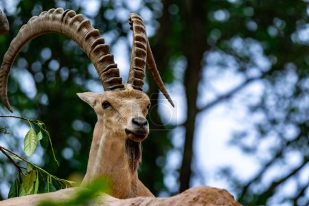 Téléchargez les photos : An ibex mountain goat steinbock  bouquetin Capra ibex while feeding on leaves on top of a mountain - en image libre de droit