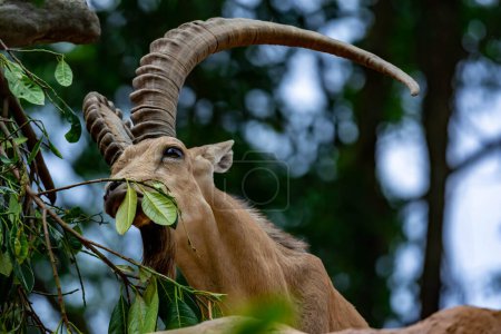 Téléchargez les photos : Un bouquetin bouquetin de bouquetin de bouquetins de chèvre de montagne Capra ibex en se nourrissant de feuilles au sommet d'une montagne - en image libre de droit