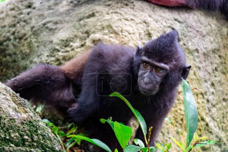 Téléchargez les photos : "Célèbes macaque à crête également connu sous le nom de macaque noir à crête, macaque à crête Sulawesi, ou le singe noir Macaca. " - en image libre de droit
