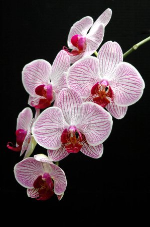 Foto de Phalaenopsis flores de la orquídea en el fondo, primer plano - Imagen libre de derechos