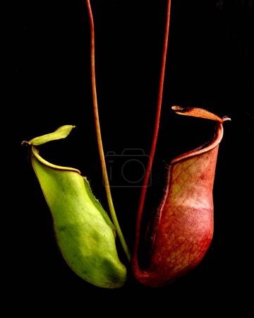 Téléchargez les photos : Pichet tropical plantes sur fond noir - en image libre de droit