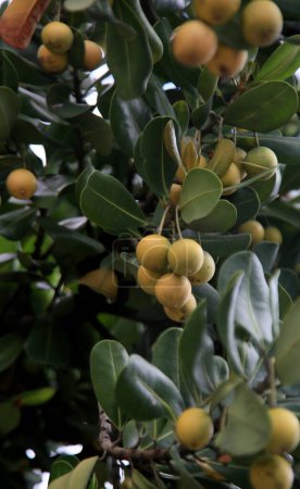Téléchargez les photos : Mimusops plante des fruits sur l'arbre - en image libre de droit