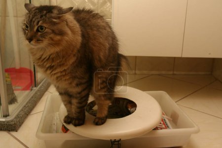 Téléchargez les photos : Le chat qui utilise les toilettes - en image libre de droit