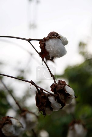 Photo for Cotton plantation close up - Royalty Free Image