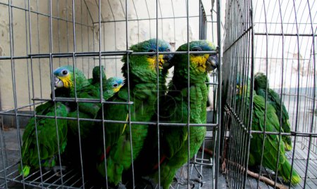 Téléchargez les photos : Perroquets verts dans une cage - en image libre de droit