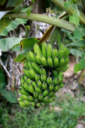 Foto de Plantación de fruta de plátano de cerca - Imagen libre de derechos