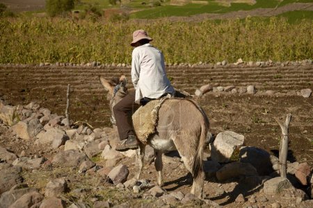 Téléchargez les photos : "AREQUIPA, PÉROU - 17 JUIN 2012 : Homme local chevauchant un âne alors qu'il travaillait sur un terrain à Arequipa Pérou" - en image libre de droit