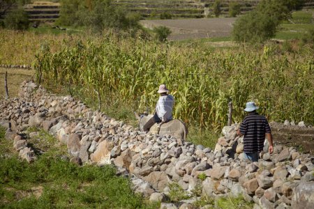 Téléchargez les photos : AREQUIPA, Pérou - 17 JUIN 2012 : Deux hommes péruviens travaillant sur un champ de maïs à Arequipa Pérou - en image libre de droit