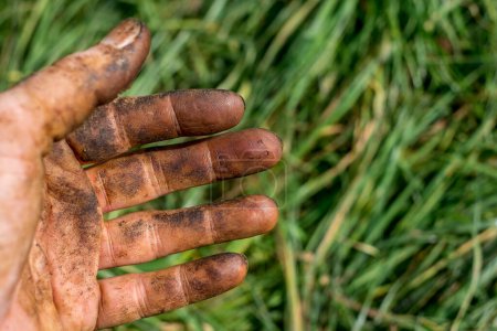 Foto de Las manos del trabajador recogiendo nueces, coloreadas por la cáscara - Imagen libre de derechos