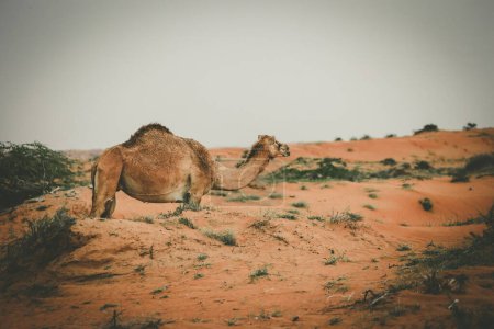 Téléchargez les photos : Chameau dans le désert, Ras al Khaimah (Ras al-Chaima), EAU - en image libre de droit