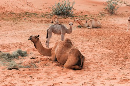 Téléchargez les photos : Chameau dans le désert, Ras al Khaimah (Ras al-Chaima), EAU - en image libre de droit