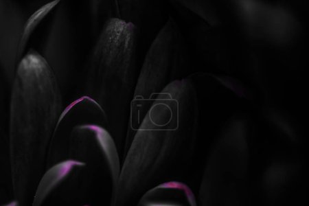 Photo for "Black daisy flower petals in bloom, abstract floral blossom art background, flowers in spring nature for perfume scent, wedding, luxury beauty brand holiday design" - Royalty Free Image