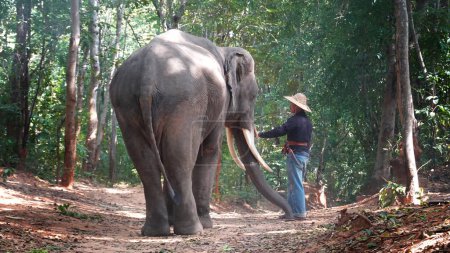 Téléchargez les photos : Les agriculteurs asiatiques récoltent dans la rizière avec des éléphants - en image libre de droit