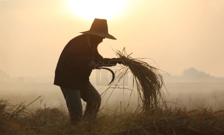 Téléchargez les photos : Farmers harvest in the rice field - en image libre de droit