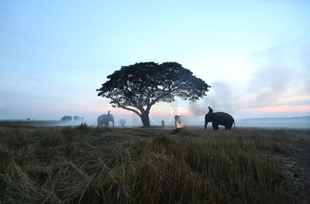 Photo for Asian Farmers harvest in the rice field with elephants - Royalty Free Image