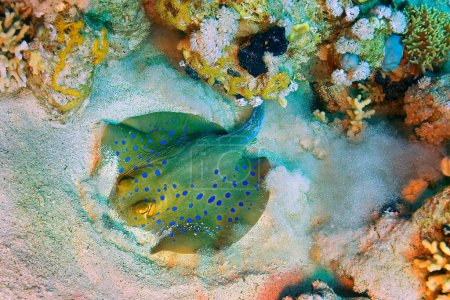 Foto de "Rayo de Ribbontail con manchas azules, Mar Rojo, Egipto " - Imagen libre de derechos