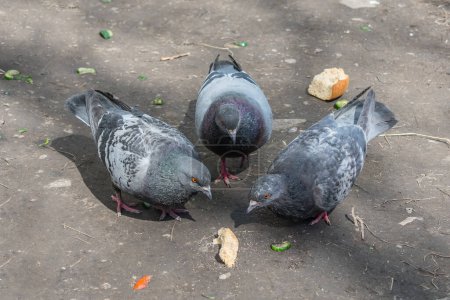 Téléchargez les photos : "Trois colombes grises picorent un morceau de pain sur le sol" - en image libre de droit