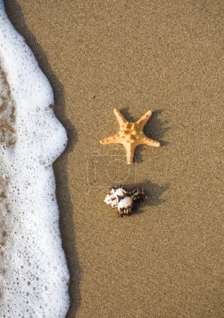 Photo for Sea shells on wet sandy beach - Royalty Free Image