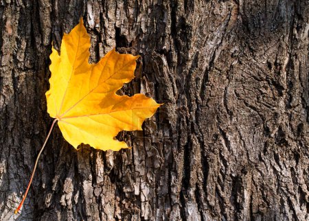 Téléchargez les photos : Feuille d'automne jaune sur écorce d'arbre - en image libre de droit