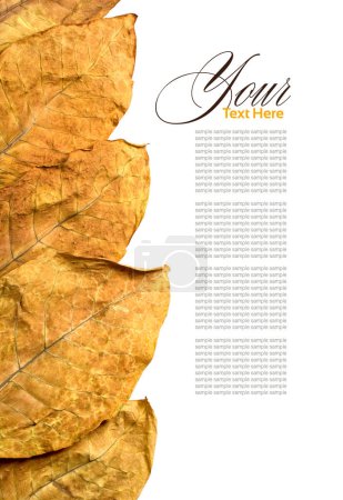 Photo for Menu with tobacco leafs on white background - Royalty Free Image