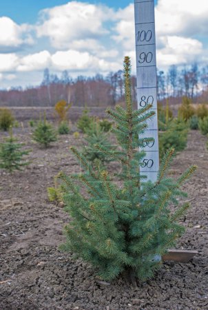 Photo for "Plantatnion of young green fir Christmas trees, nordmann fir and another fir plants cultivation, ready for sale for Christmas and New year celebratoin" - Royalty Free Image