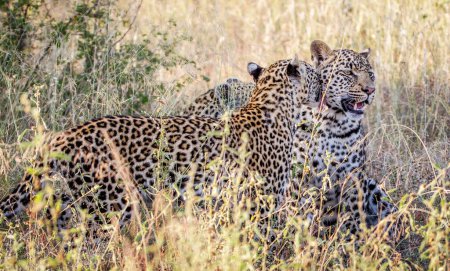 Téléchargez les photos : Zimbabwe photos de la faune vue de fond - en image libre de droit
