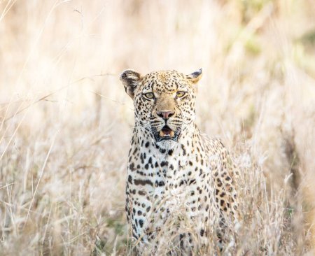 Téléchargez les photos : Zimbabwe photos de la faune vue de fond - en image libre de droit