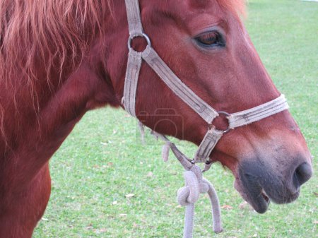 Photo for "shot of pretty chestnut pony" - Royalty Free Image