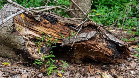 Photo for "Rotting Tree Trunk on nature background - Royalty Free Image