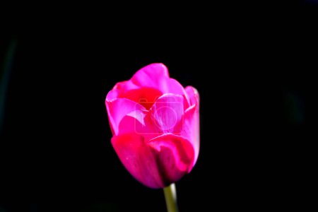 Photo for Tulip flower over black background - Royalty Free Image