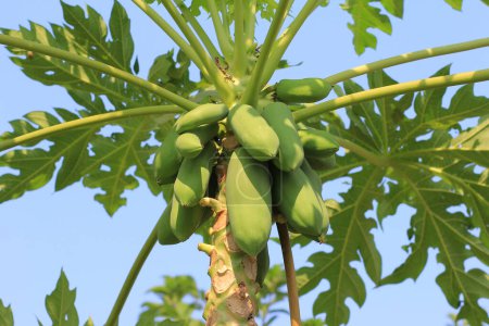 Téléchargez les photos : Papaye sur l'arbre gros plan - en image libre de droit