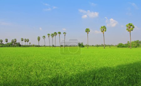 Foto de Campos de arroz, palmeras azucareras - Imagen libre de derechos