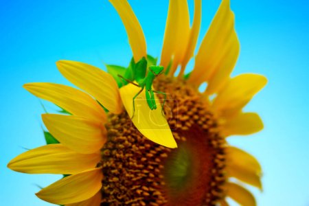 Photo for Sunflower with mantis on nature background - Royalty Free Image