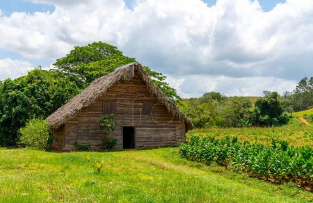 Photo for Tobacco shed or barn for drying tobacco leaves in Cuba - Royalty Free Image