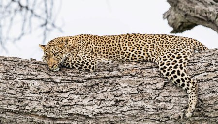 Photo for Leopard walks in Tanzania - Royalty Free Image