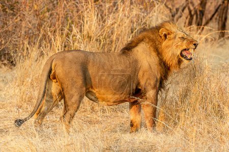 Téléchargez les photos : Promenades du lion en Tanzanie - en image libre de droit
