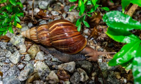 Téléchargez les photos : "Macro close up shot of a snail crawling on pebbles after heavy rain" - en image libre de droit
