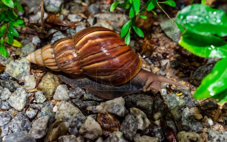 Téléchargez les photos : "Macro gros plan d'un escargot rampant sur des cailloux après de fortes pluies" - en image libre de droit