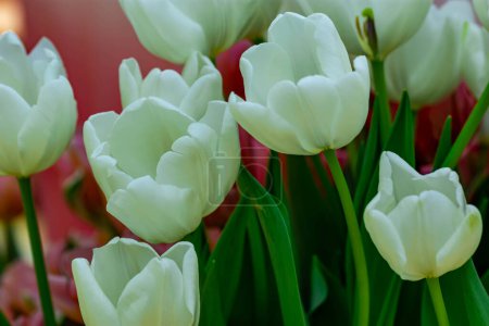 Photo for "Macro shot of bed of white tulips with blurry background" - Royalty Free Image