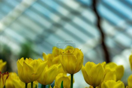 Foto de "Macro de tulipanes de loro amarillo con fondo borroso
" - Imagen libre de derechos