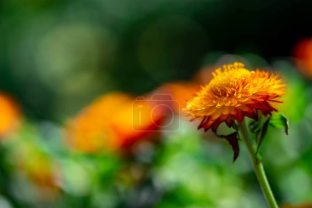 Photo for "Macro closeup shot of an orange flower with soft blurry green background" - Royalty Free Image