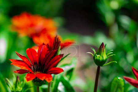 Foto de "Flor roja borrosa de longitud completa horizontal con fondo verde suave" - Imagen libre de derechos